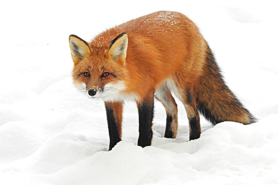 Fox